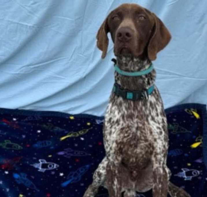 Photo of Goose
