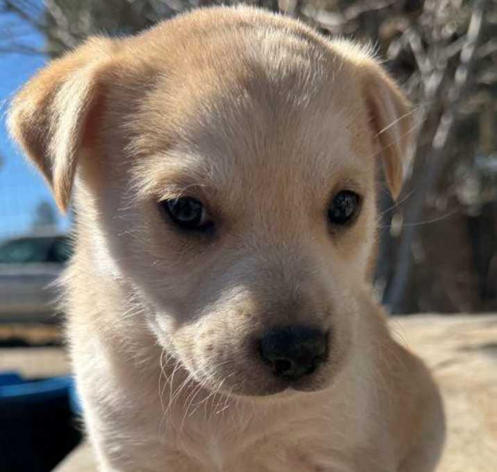 Photo of Cave Puppies
