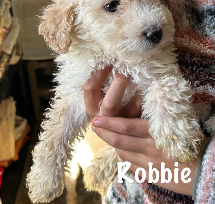 Photo of Robbie
