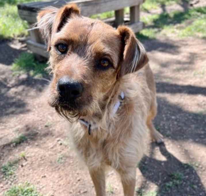 Photo of Benji 3-15-25