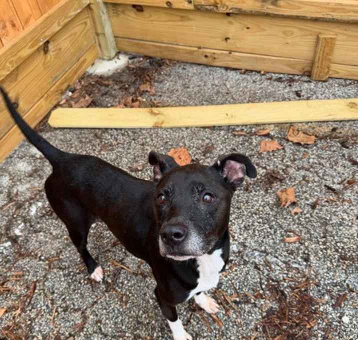 Photo of Gracie