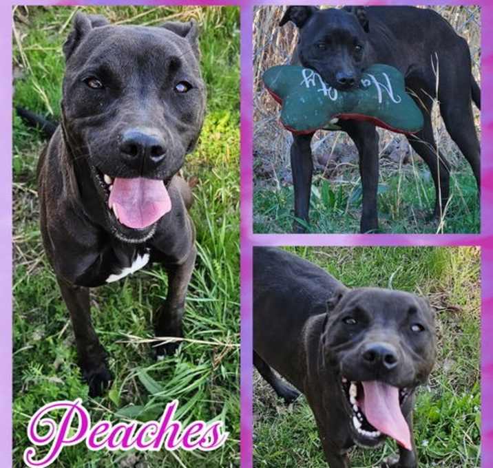 Photo of Peaches