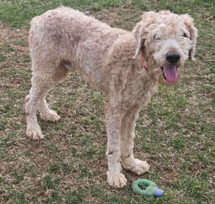 Photo of Oliver