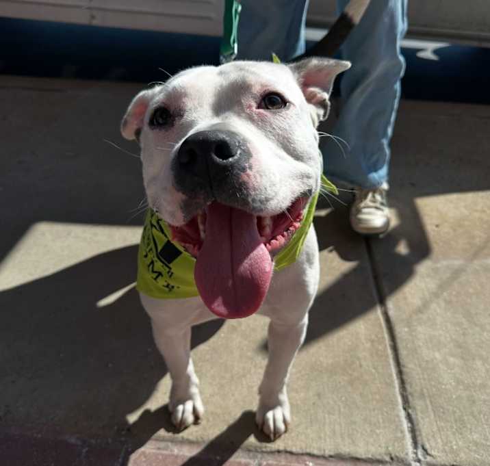 Photo of Brutus