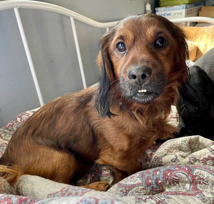 Photo of Frankie the Fabulous