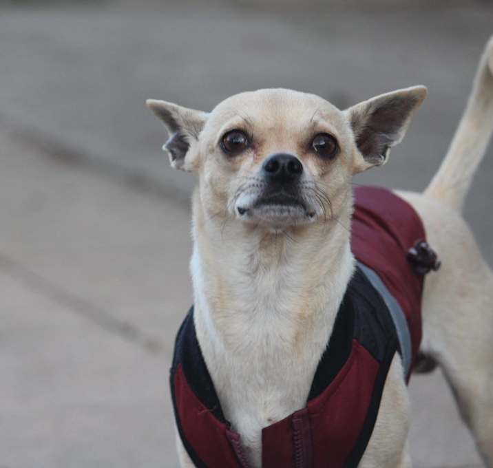 Photo of Indio