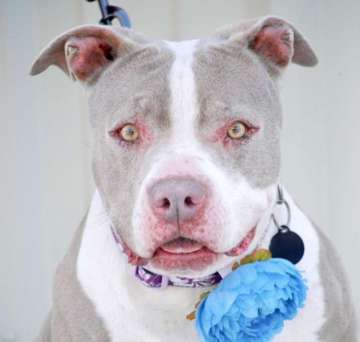 Photo of Josie