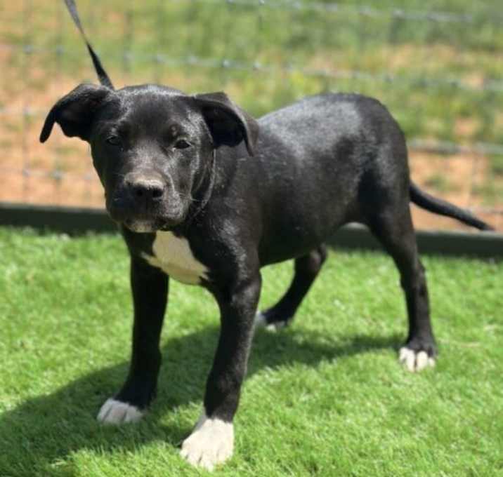 Photo of Pepsi