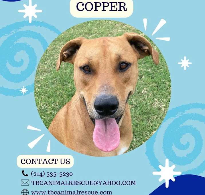 Photo of Copper