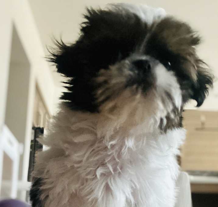Photo of Oreo