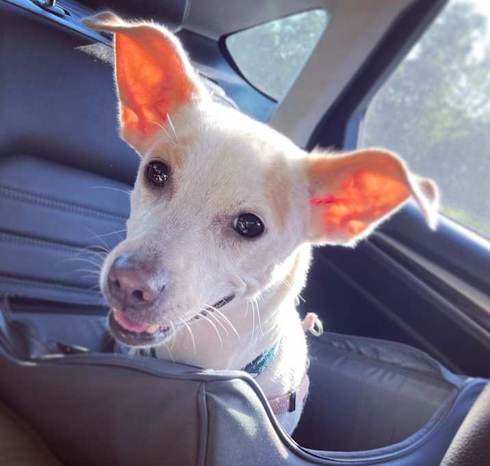 Photo of Nala
