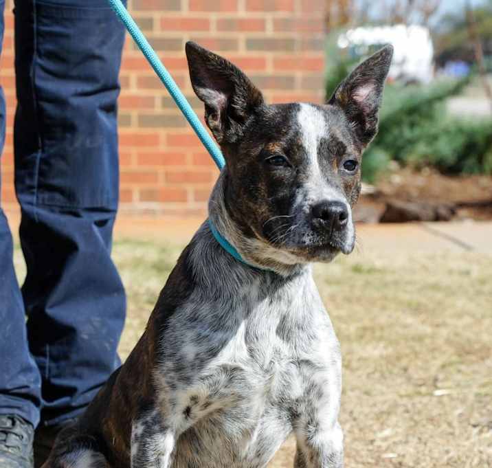 Photo of Nala