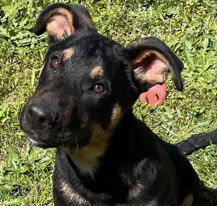 Photo of CHIP/URGENT