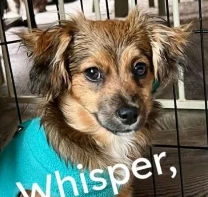 Photo of Whisper