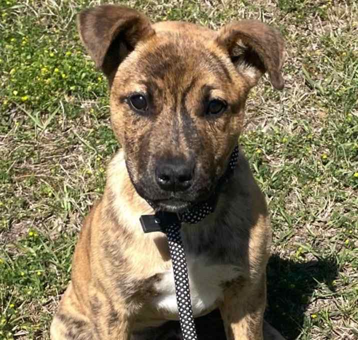 Photo of Tigger