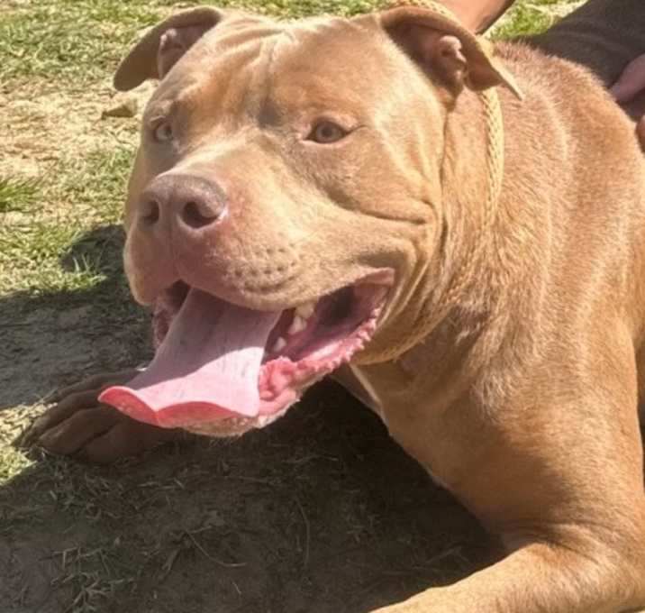 Photo of Biggie formerly Rando