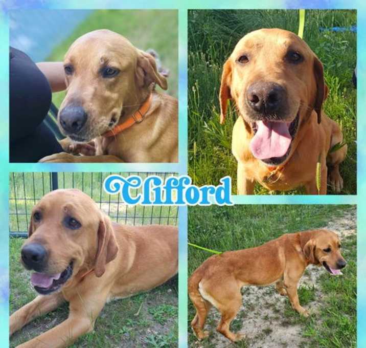 Photo of Clifford