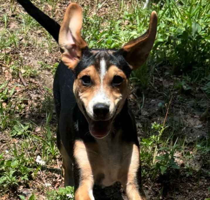 Photo of Houdini ADOPTION PENDING