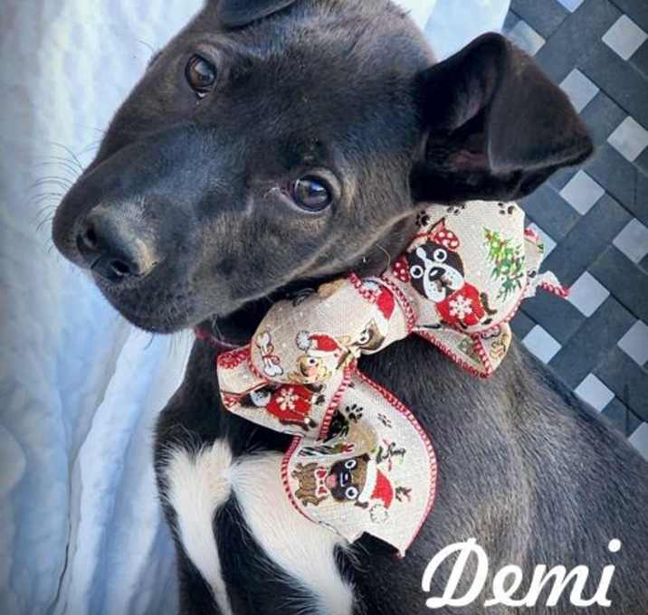 Photo of Demi