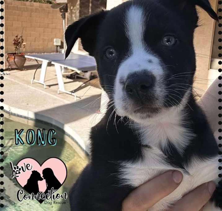 Photo of Kong