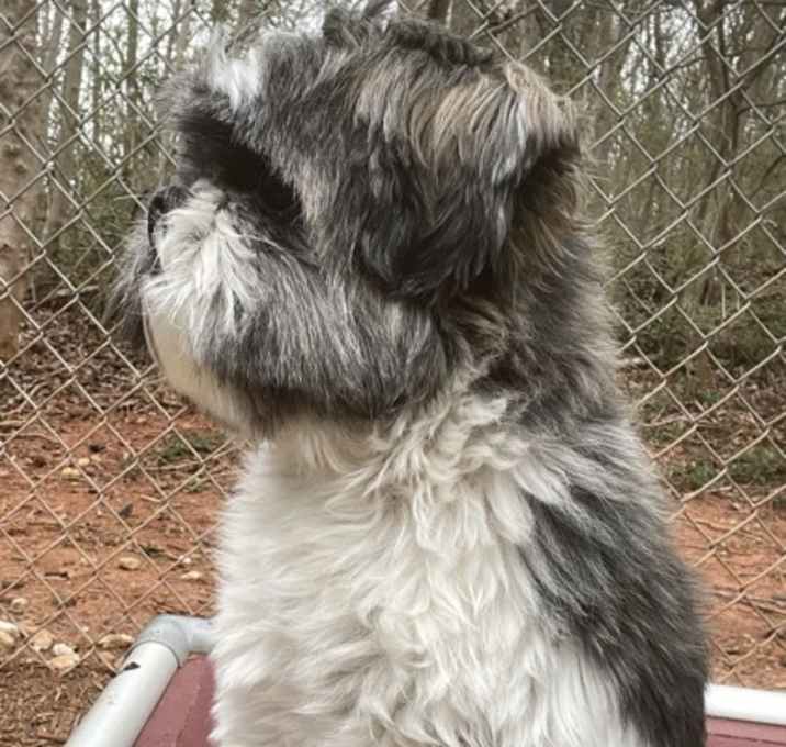 Photo of Winston