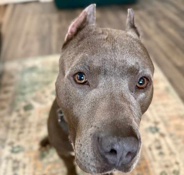 Photo of Blu True best friend to you
