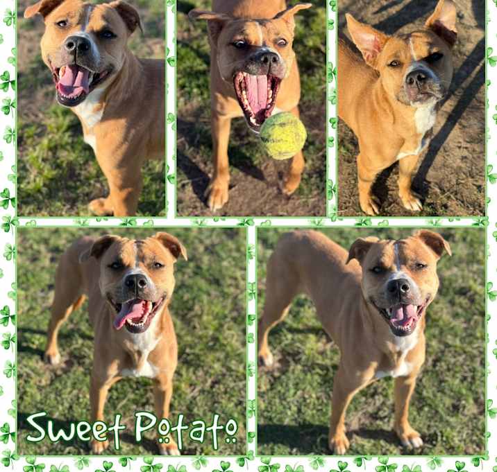Photo of Sweet Potato