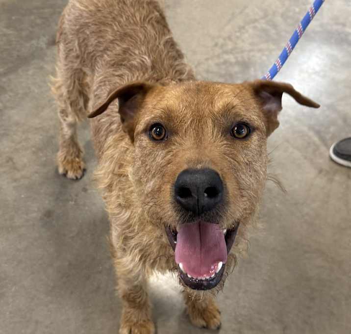 Photo of Rufus