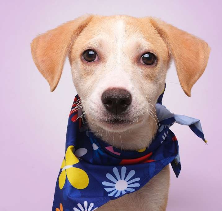 Photo of Silk