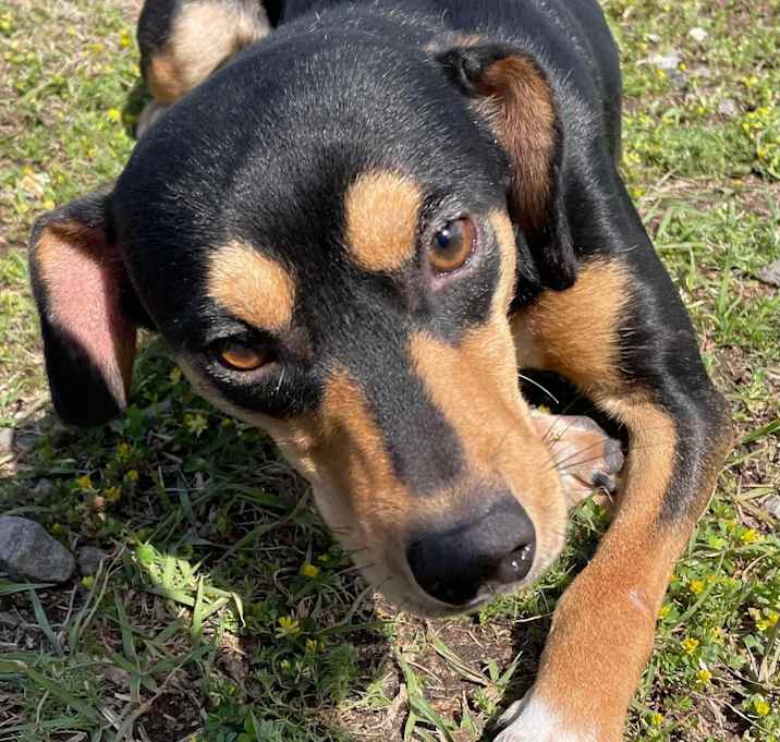 Photo of TINKERBELL/URGENT