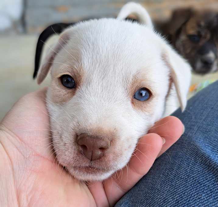 Photo of Sugar
