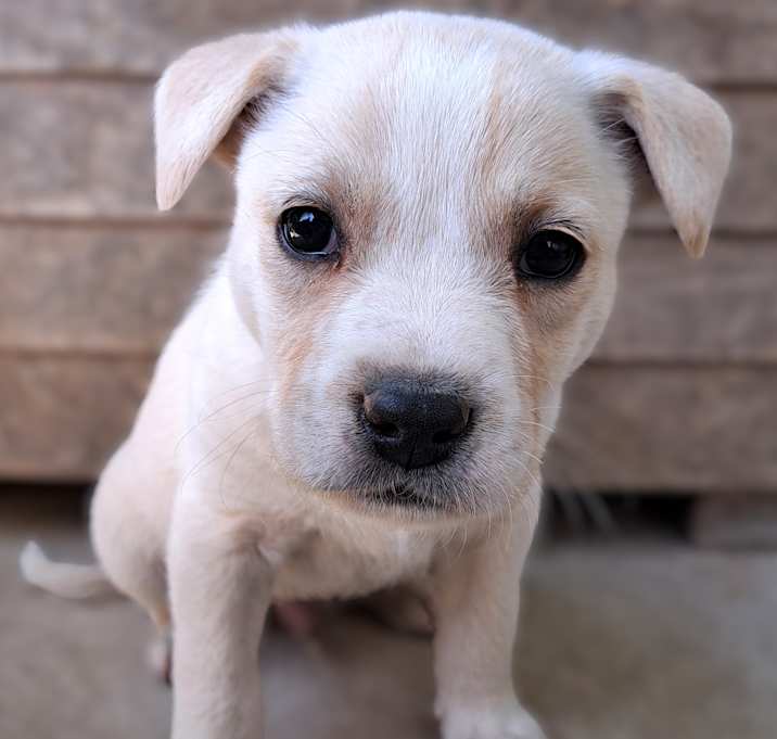 Photo of Teddy