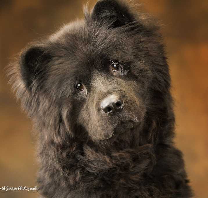 Photo of Koga