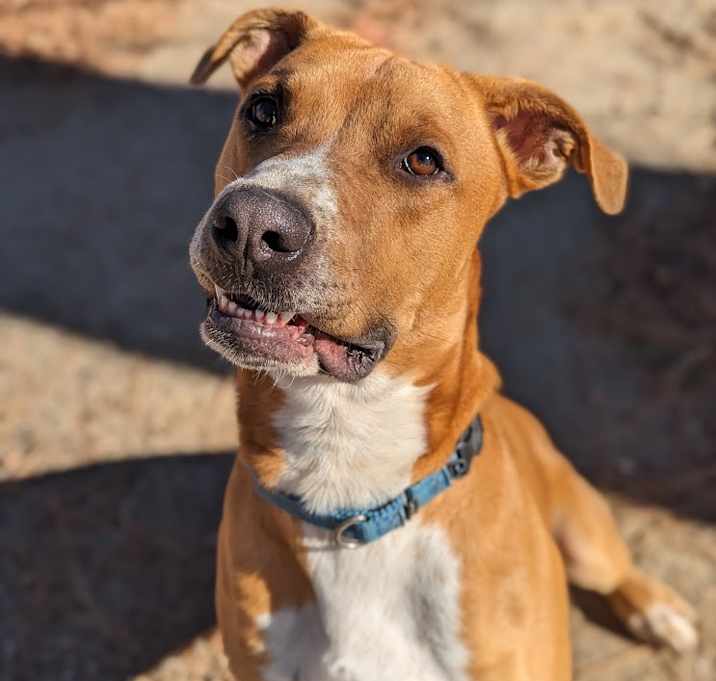 Photo of Knuckles