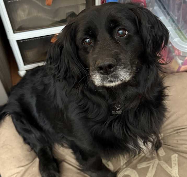 Photo of Dozer