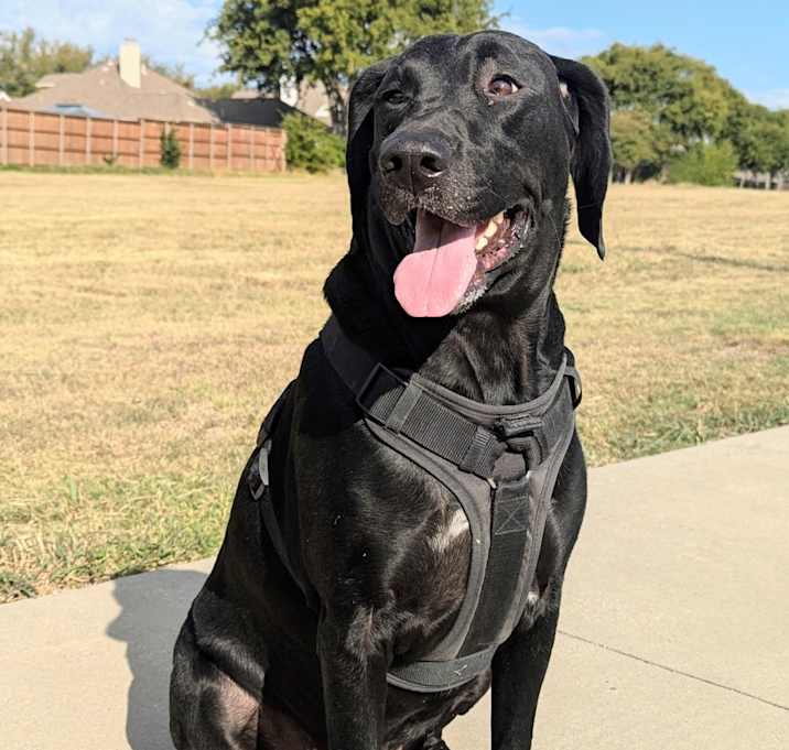 Photo of Roxie