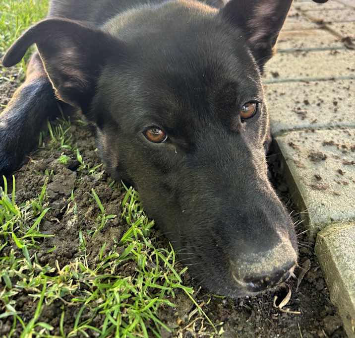Photo of Handsome Hank