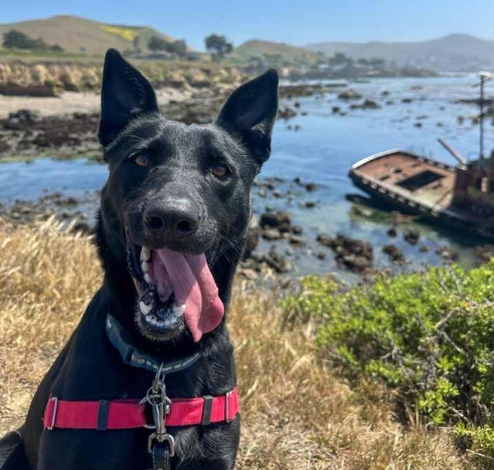 Photo of Mamba