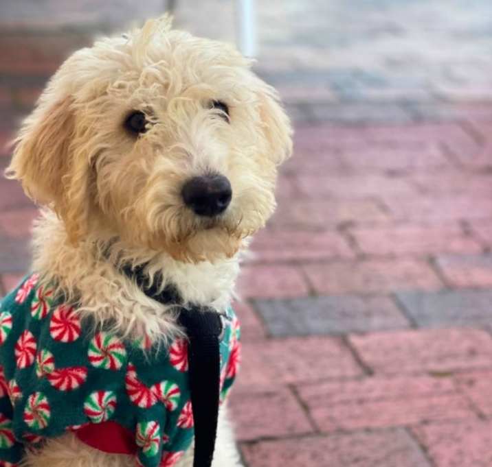 Photo of Curly, Shaggy, & More