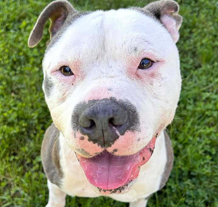 Photo of Smokey