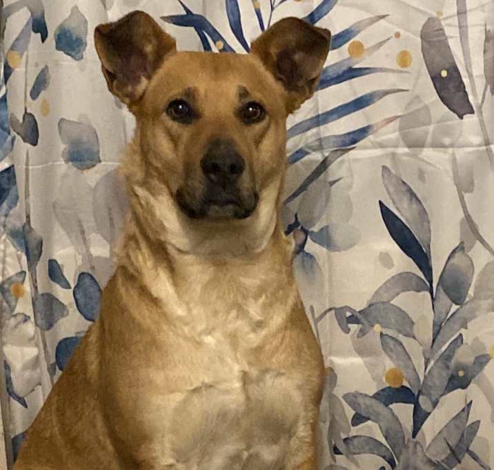 Photo of Peaches