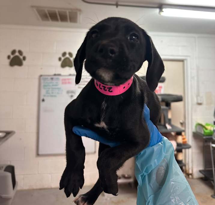 Photo of Ellie (Greenie)