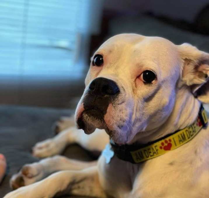 Photo of Zoey *Adoption Pending*