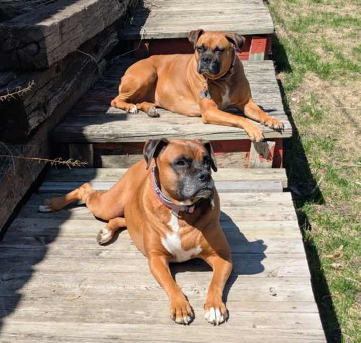 Photo of Lily *Bonded to Daisy*