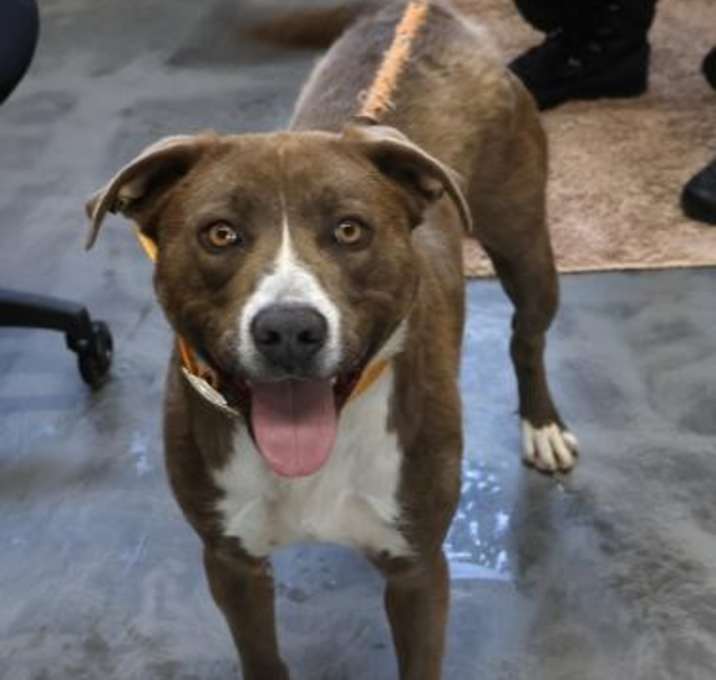 Photo of Daisy