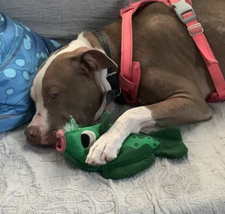 Photo of Koda