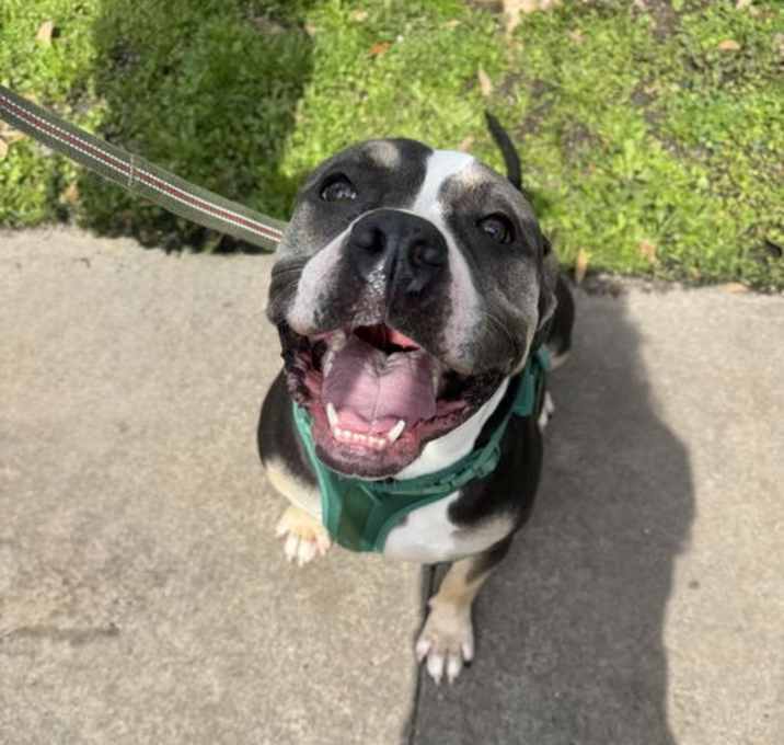 Photo of Pickles