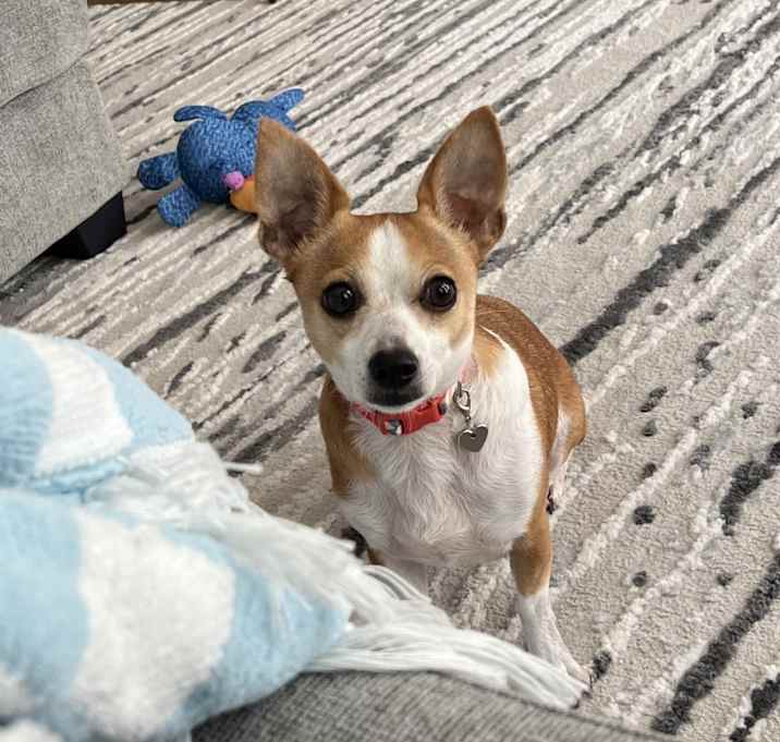 Photo of Pumpkin