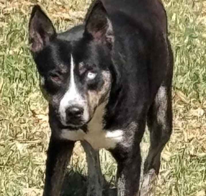 Photo of Rosco