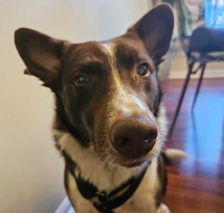 Photo of Radar (PA) adoption pending